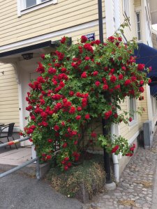 Freijarosor 2018-06-20. Foto: Eva Wilén-Olsson
