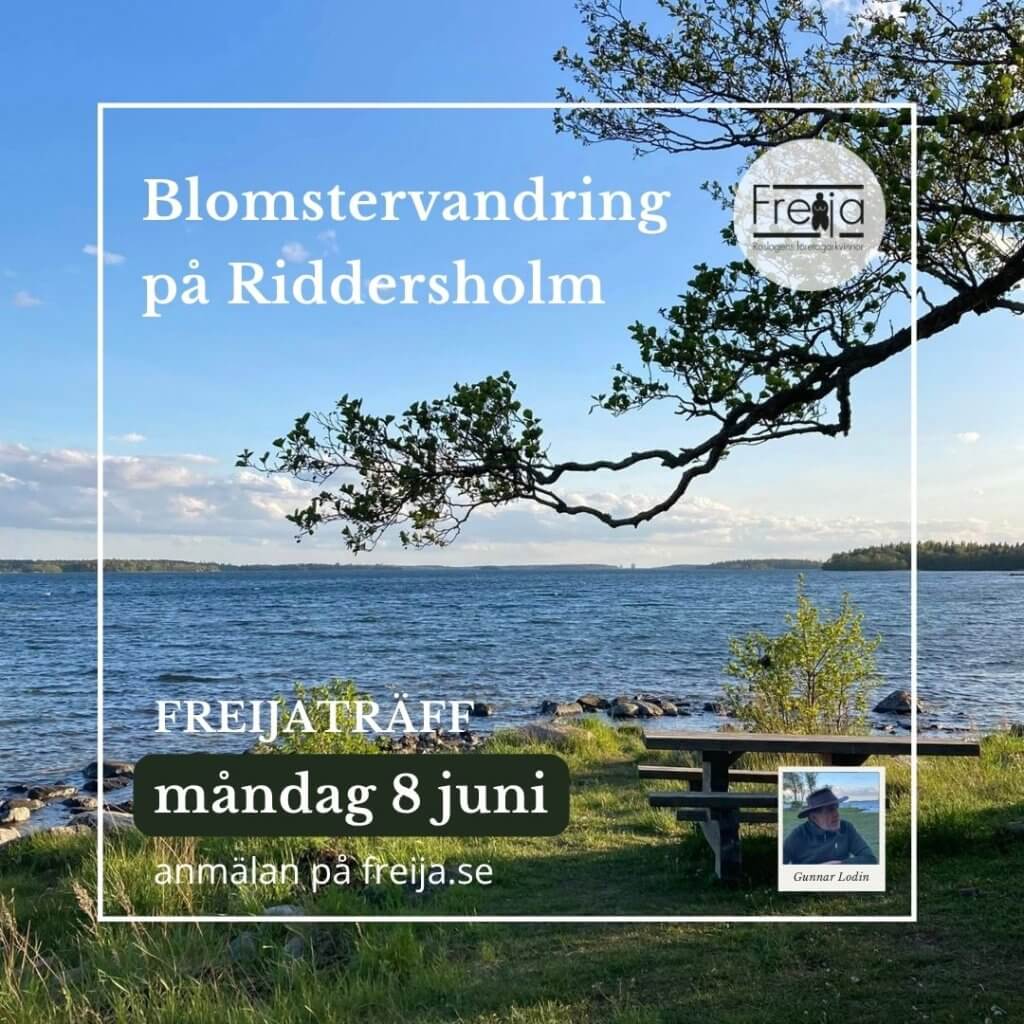 Freijaträff med blomstervandring på Riddersholm måndag 8 juni